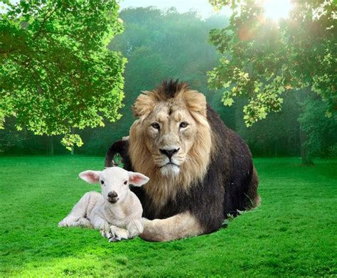 39 Best Lion And The Lamb Images On Pinterest Lion Of Judah Lion And