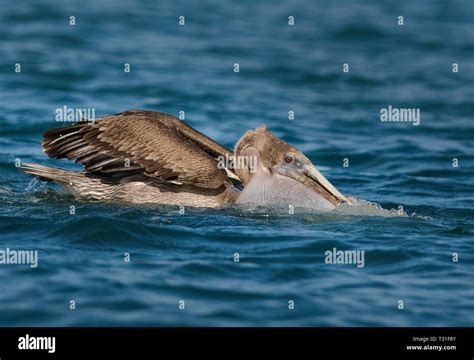 América del Sur Ecuador Islas Galápagos Isla Isabela el pelicano