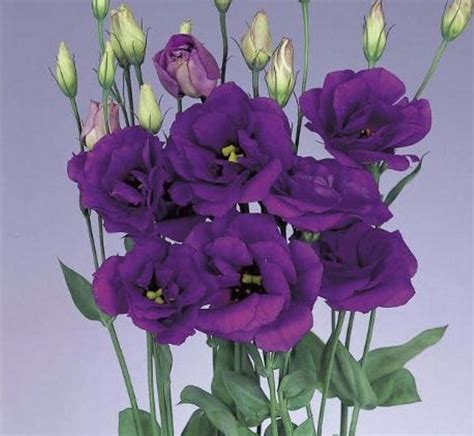 Еустома цвете (lisianthus): многогодишно, засаждане и грижи, отглеждане ...