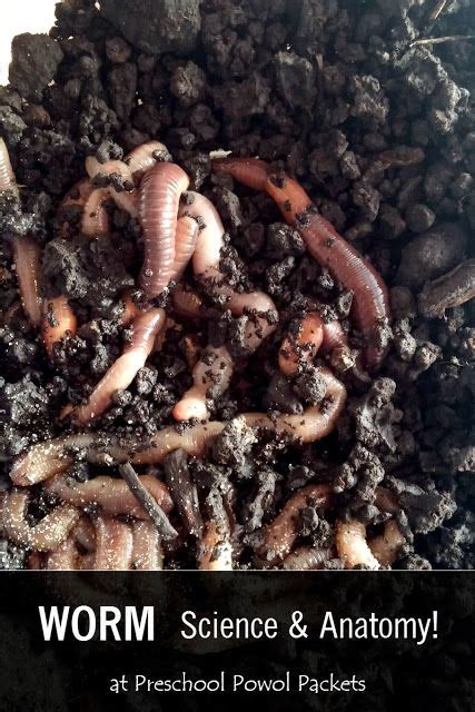 Worm Anatomy Science for Preschoolers! | Earthworms, Worms, Worm farm