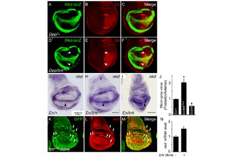 Brk Represses Nkd Expression In The Wing Imaginal Discs All Images Are