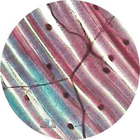 Prepared Microscope Slide - Pituitary Gland V.L.S. Manufacturer, Prepared Microscope Slide ...