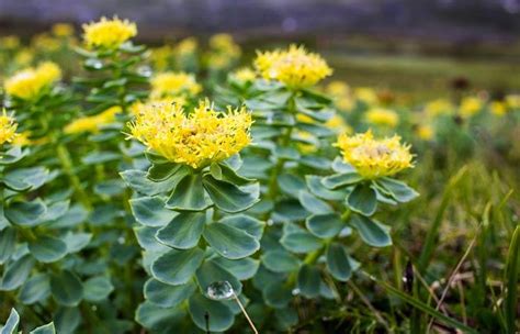 Rhodiola Rosea Benefits Side Effects And Dosage