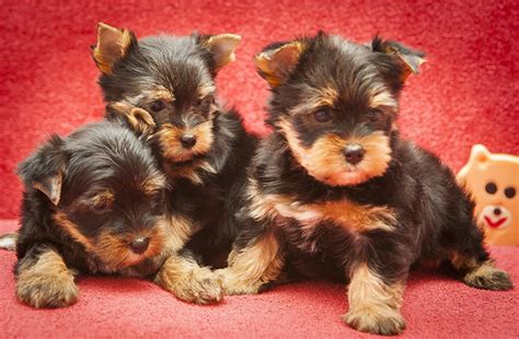 Сколько стоит йоркширский терьер: цена на собаку с родословной и всеми ...