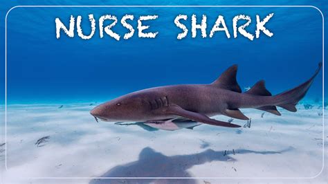 What is the Most Friendly Shark? – sharksinfo.com