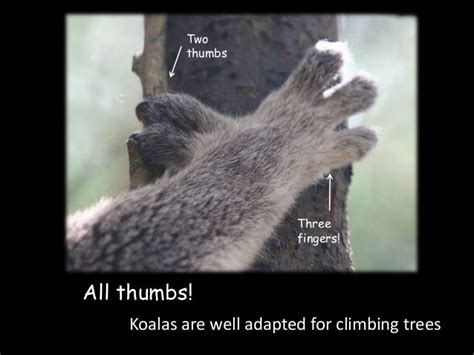 Koala Facts