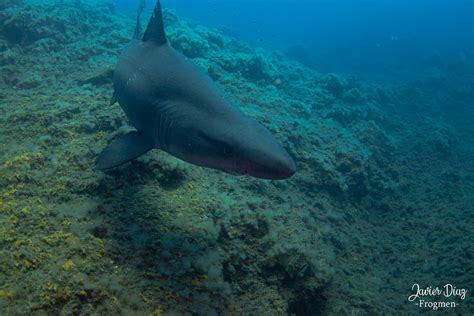 Tiburón Solrayo Es Smalltooth Sand Tiger Shark En O Flickr