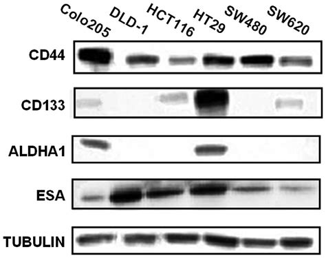 Evaluation Of Cd44 And Cd133 As Cancer Stem Cell Markers For Colorectal