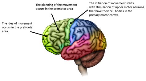 Control Of Body Movement