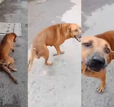 Este perrito finge estar lastimado para recibir comida y atención