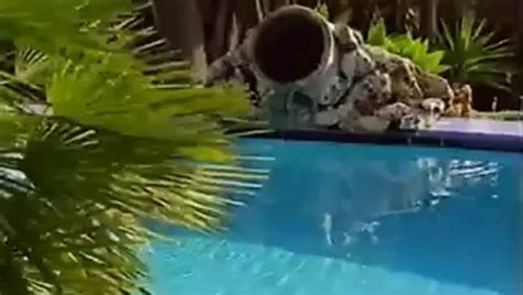 Rashneen Kerim Koram Porn Videos 2024 Porn Star Sex Scenes XHamster