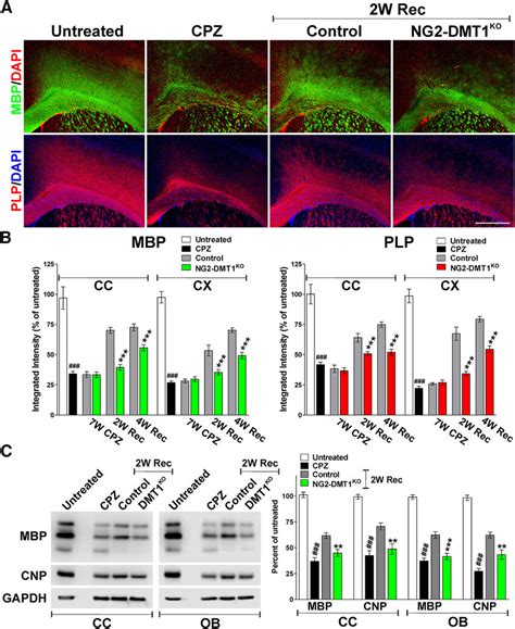 Remyelination In The Ng Dmt Ko Brain A Representative Coronal