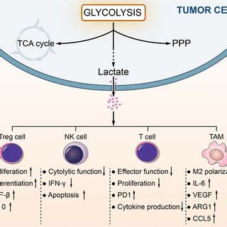 PDF The Function And Mechanism Of Lactate And Lactylation In Tumor