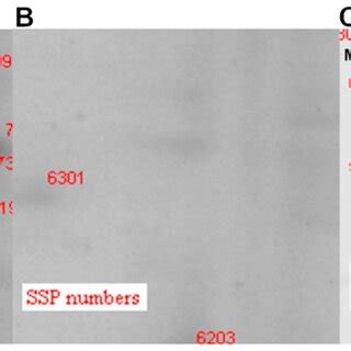 Zoom-in of two-dimensional gel electrophoresis (2DE)-stained gel with ...