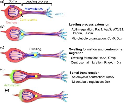 Mechanisms Of Neuronal Migration In The Adult Brain Kaneko