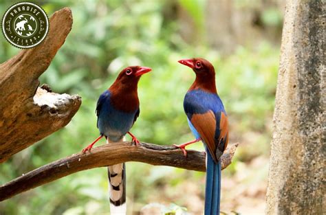 Safari Sri Lanka Sri Lanka Blue Magpie Iconic Bird In Sri Lanka