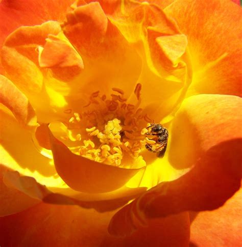 Bee in rose | Smithsonian Photo Contest | Smithsonian Magazine