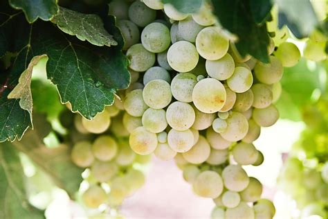 pinot gris grapes