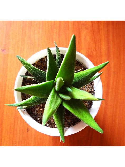 Haworthia Fasciata Succulent Plant In White Ceramic Pot Plants Online