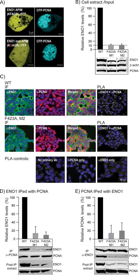 Pcna Oncogene X Mol