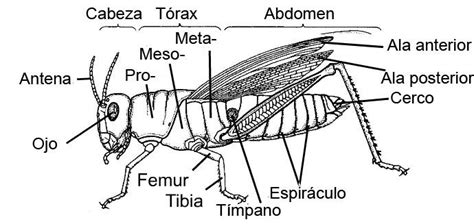 Los insectos. Morfología externa | Insectos, Tardigrados, Zoología