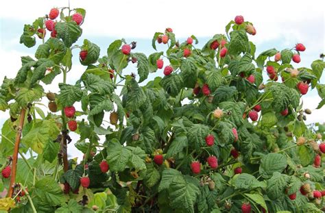 What Are the Different Raspberry Diseases? (with pictures)