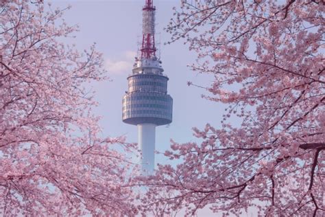 Where to See Cherry Blossoms in Seoul • Hoponworld