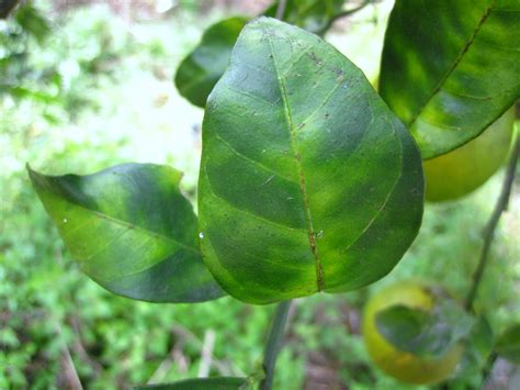 Citrus Greening Huanglongbing Department Of Agriculture And