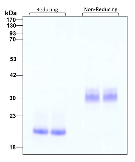 Humankine® Recombinant Human Bmp 7 Protein Gmp Grade Proteintech