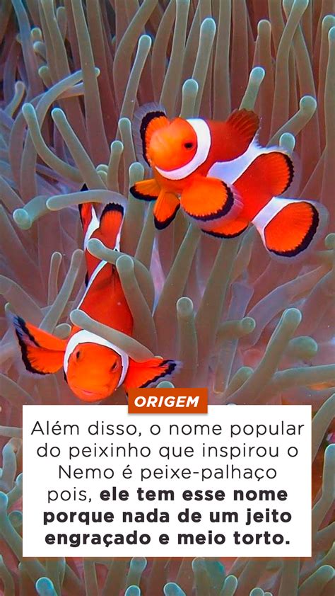 Peixe Palha O Origem Caracter Sticas Reprodu O Alimenta O