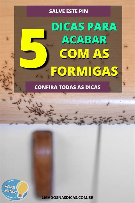 Como Acabar Formigas Na Casa 5 Dicas Para Seguir