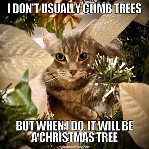 25 Purrfect Christmas Cat Memes: Feline Festive Fun