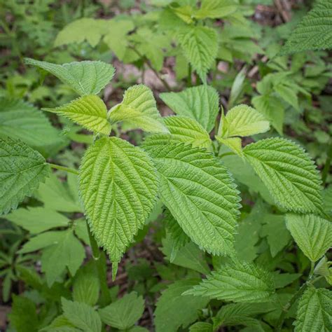 Foraging For Wood Nettles Laportea Canadensis Forager Chef