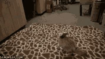 Fennecfox Jump GIF - Fennecfox Jump Happy - Discover & Share GIFs