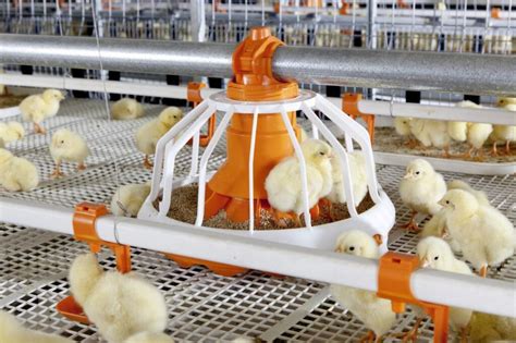 Технология выращивания цыплят-бройлеров