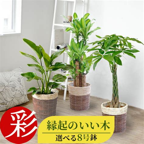 【写真付きレビュー】観葉植物 8種類の樹種から選べる 縁起のいい木 8号 鉢カバー付セット 幸福の木 ユッカ ストレリチア・オーガスタ ポトス タワー仕立て ゲッキツ サンスベリア アレカヤシ