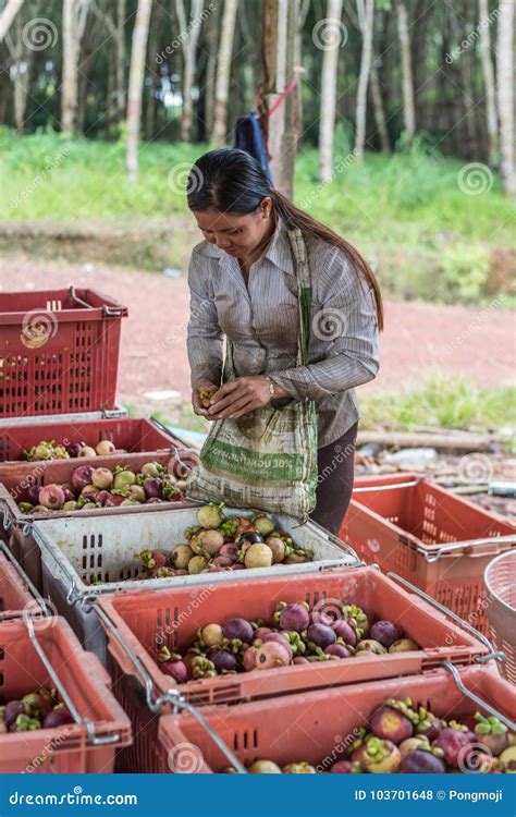 Mangosteen a Queen of Fruit at Fruit Market, Farm Editorial Stock Photo - Image of exotic ...