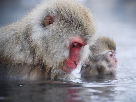 VISIT THE SNOW MONKEYS | My Site