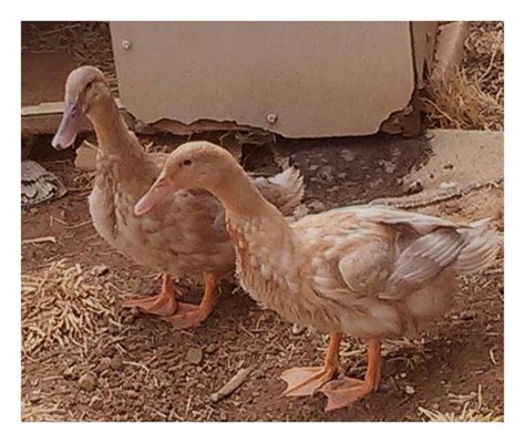 Two Ducks Standing Next To Each Other In The Dirt And Straw Covered