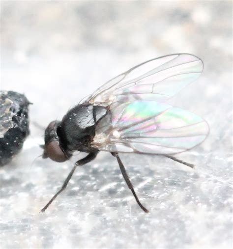 Diptera Info Discussion Forum Agromyzidae