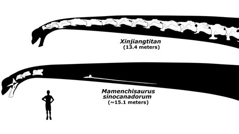 Meet the dinosaur with a record-breaking neck longer than a school bus | CNN