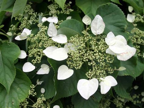 Hydrangea Anomala Subsp Petiolaris Climbing Hydrangea World Of