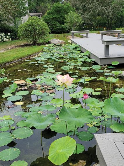 Choosing Aquatic Plants for a Water Garden - POND Trade Magazine