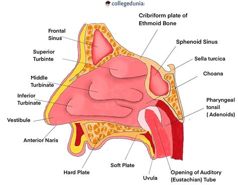 Sense Organs Five Sense Organs And Their Functions