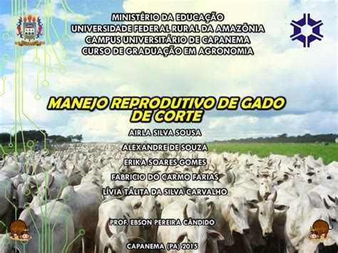 Cadeia Produtiva Da Bovinocultura De Corte