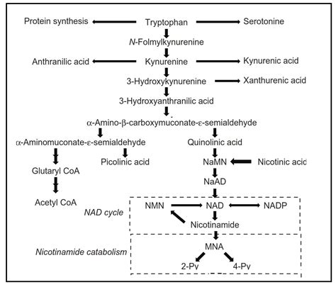 Nutritional Assessment Of Niacin Status Deficiency Intake Diet