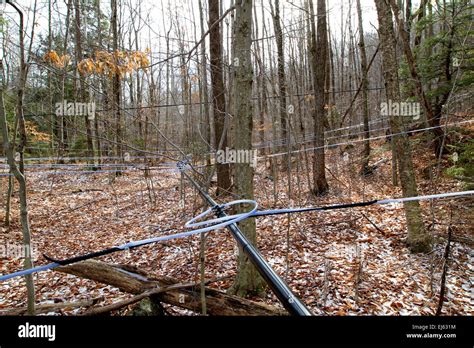 Tapping Trees For Syrup