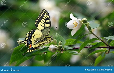 Jasmine Blooming In The Garden Bright Colorful Swallowtail Butterfly