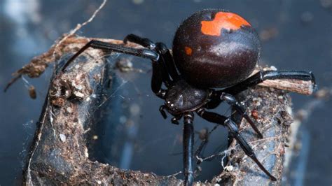 First Aid For Australian Spider Bites | The First Aid Nest