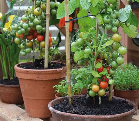 Zo Kweek Je Tomaten In Een Pot Tuincentrum Pelckmans